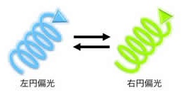 開発された色素は、円偏光発光の回転方向と色が変わる。