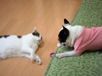 AIは写真に写っている猫や犬を高い精度で認識可能だが、一方で、「猫を追いかけている犬」といった、それぞれの関係性についての認識は難しかった。Alphabet(Google)傘下のDeepMindの研究チームはこのほど、複数のオブジェクトの関係性認識能力(関係推論)について、高い精度を持った2つのシステムを開発した。