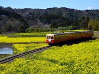 千葉県内陸部を走るローカル線の小湊鉄道では、15年に運行を始めた観光列車「里山トロッコ」が多くの観光客を呼び、16年は乗降客数が24年ぶりの増加に転じた。(画像はイメージです)