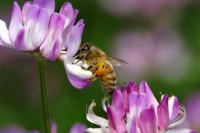 被写体として人気が高い花と、ミツバチや訪花昆虫をテーマとして撮影を楽しむ機会を提供することで、より多くの人にミツバチの現況や訪花昆虫への関心を高めてもらおうというものだ。