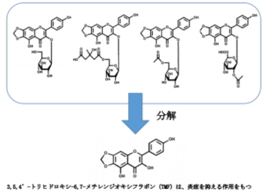 寿スピリッツ＜２２２２＞（東１）傘下の寿製菓株式会社（鳥取県米子市　代表取締役社長　城内正行氏）は、２０１３年から島根大学生物資源科学部の横田一成教授とタデアイ（藍）の・・・。