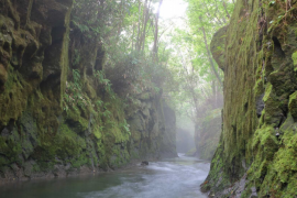 岩壁を覆うコケ植物。北海道苫小牧市で撮影されたもの。（写真：北海道大学発表資料より）