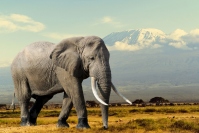 アフリカ・ケニアの国立公園の象。