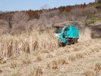 立毛乾燥後に機械収穫されるエリアンサス「JES1」。（画像：農研機構発表資料より）