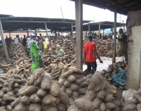 西アフリカのヤムイモ市場。（画像：国際農林水産業研究センター発表資料より）