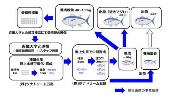 豊田通商と近畿大学の事業領域。（画像：豊田通商／近畿大学発表資料より）