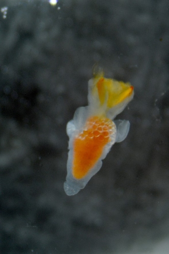 富山湾の日本海固有水から採集されたハダカカメガイ（クリオネ）。写真は「北海道蘭越町貝の館」館長山崎友資氏提供。（写真：富山大学発表資料より）