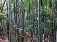 神奈川県逗子市、里山の雑木林に侵入していく竹林。（画像：国立環境研究所発表資料より）