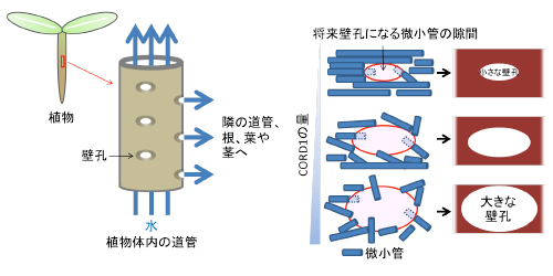 （左）植物の体内において水分は道管を通して全身に運ばれます。道管内の水分は道管から隣の道管へ、さらに道管から茎、葉、根の体細胞へと壁孔を通して運ばれます。（右）CORD1の量が多いと細胞壁の沈着を促進する微小管の並び方がバラバラになり、大きな壁孔が作られます。逆にCORD1の量が少ないと微小管はしっかりと平行に並び小さな壁孔が作られます。（画像：国立遺伝学研究所発表資料より）