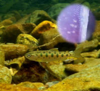 カワシンジュガイの宿主サクラマスの幼魚。丸型の写真は寄生されたサクラマスのエラを示している。白い斑点がカワシンジュガイの幼生。（写真：北海道大学発表資料より）