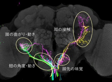 体性感覚神経の軸索の末端が胸腹部神経節に作る層状構造。（画像：東京大学分子細胞生物学研究所発表資料より）