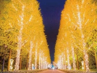 きらびやかなイルミネーションが全国を彩る季節。京都では、ローム株式会社が市内最大規模のイルミネーションを開催。今年19回目の開催となる