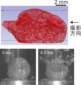 発泡マグマ模擬材料の破砕(上図:試料内気泡分布の3次元構造,下図:破砕する試料(左が初期状態))。(画像:東京農工大学発表資料より) 発泡マグマ模擬材料の破砕(上図:試料内気泡分布の3次元構造,下図:破砕する試料(左が初期状態))。(画像:東京農工大学発表資料より)