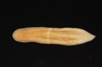 三浦半島沖で採取された珍渦虫 Xenoturbella japonica。体長は5cm程度である写真の左側が前方であり、右側が後方。中央をベルト状に横断する線があるのが珍渦虫の特徴。撮影：大森紹仁。（画像：筑波大学発表資料より）