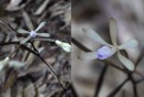 高知県高知市春野のトサノクロムヨウラン（花は良く平開する）。（画像：神戸大学発表資料より）