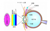 涙液の三層構造と分泌腺。（画像：北海道大学発表資料より）