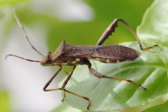 ダイズ害虫のホソヘリカメムシ。（画像：産業技術総合研究所発表資料より）