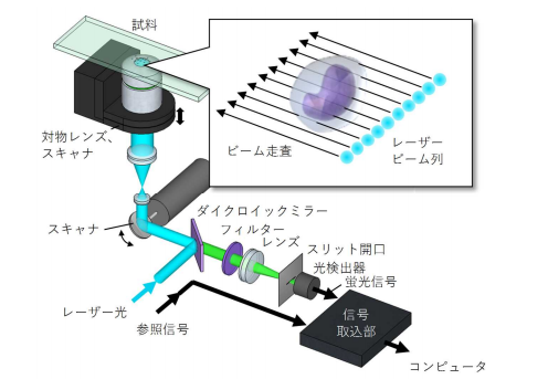 研究で開発された共焦点蛍光顕微鏡の模式図。（画像：東京大学発表資料より）