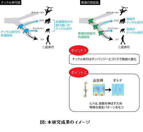 研究成果のイメージ。（画像：京都大学発表資料より）