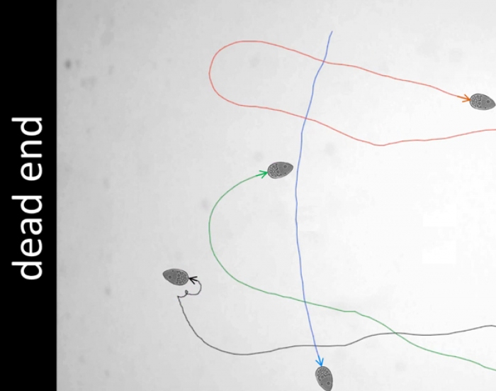 左端のデッドエンドを避け、Uターンして逃げる微生物のイメージ。 （画像：東北大学発表資料より）