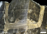 巣穴を含む石灰岩の断面（垂直方向）の様子。（画像：名古屋工業大学発表資料より）
