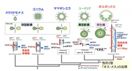 本研究で明らかになったオス・メスの進化と性染色体領域（MT）の関係。（画像：東京大学発表資料より）