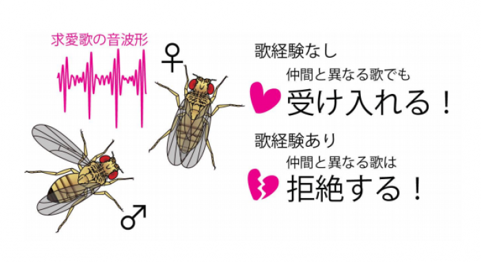 研究の概念図。（画像：名古屋大学発表資料より）