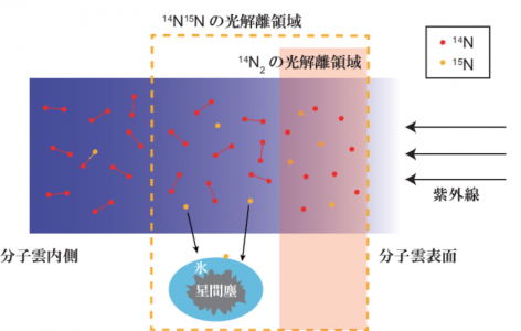 分子雲において窒素同位体の存在比異常を引き起こす機構。（画像:筑波大学発表資料より）