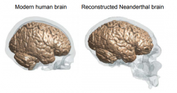 現代人の脳（左）と復元されたネアンデルタール人（La Chapelle-aux-Saints 1）の脳（右）。（画像:慶應義塾大学発表資料より）