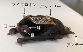 テレメトリマイクロホンを登載したユビナガコウモリ。（画像:同志社大学発表資料より）