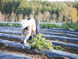 先月27日、復興庁は「福島県産農産物等流通実態調査結果に基づく指導、助言等について」を公表した。 福島産農産物は震災前の価格水準まで回復できず。消費者の一部に安全性に不安のイメージ残る。