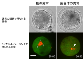 ライブセルイメージングで異常が認められた受精卵の画像。（画像:東京農工大学発表資料より）