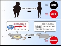 CHD8は脂肪分化を調節する。（画像:九州大学発表資料より）