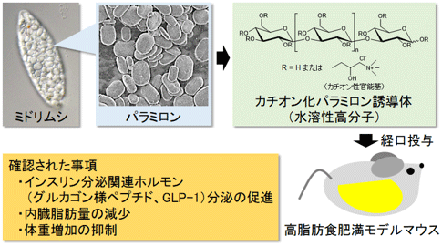 カチオン化したパラミロン誘導体によるメタボリックシンドローム改善効果の可能性について。（画像: 産業技術総合研究所の発表資料より）