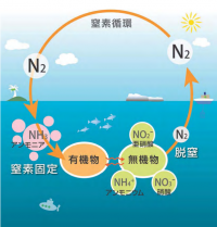 海洋中の窒素循環の簡略図。（画像:海洋研究開発機構発表資料より）