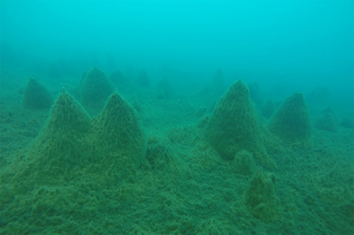 南極湖沼（スカルブスネス・長池）に棲息する特異な三次元構造を有する生物群集（コケボウズ）。（画像:国立極地研究所発表資料より）