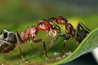 温帯地域ヤマアリ属の二匹の巣仲間が食べ物を共有。 ほとんどのアリ種は熱帯地域に住んでおり、その理由の解明が困難となっている。（画像:沖縄科学技術大学院大学発表資料より）