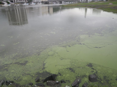 汽水で出現したアオコ（網走湖から流出する網走川、2017年）。（画像:筑波大学発表資料より）