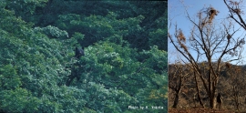 （左）ツキノワグマが樹上で果実を採食している様子（撮影：横田博）。（右）ミズナラのドングリを食べた際に形成されたクマ棚。（画像:東京農工大発表資料より）