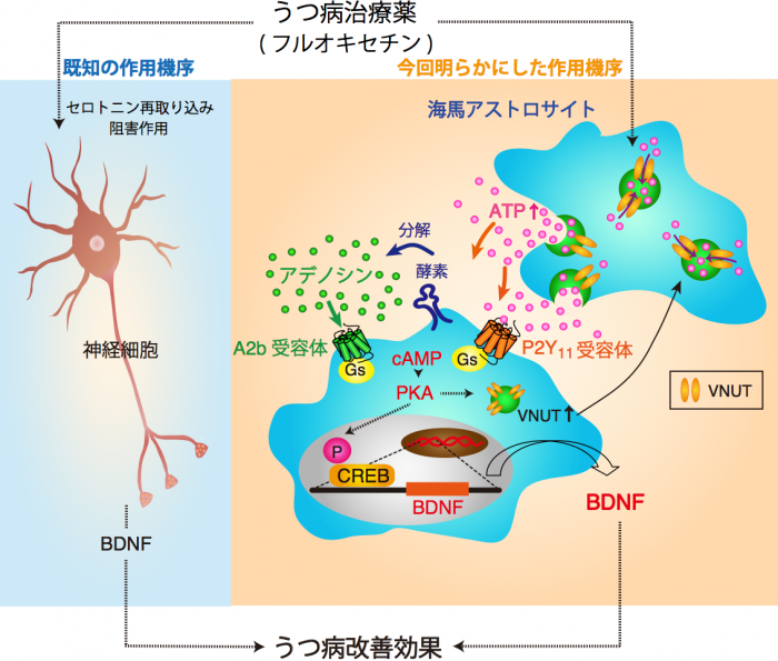 研究内容の模式図。（画像:生理学研究所発表資料より）