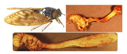 アブラゼミ（左）オオセミタケ（右）セミタケ（下）。（画像:産業技術総合研究所発表資料より）