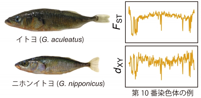 左は、イトヨとニホンイトヨのオス。右は、ある染色体（ここでは第10番染色体）に観察されたゲノムの分化のパターン。（画像:国立遺伝学研究所発表資料より）