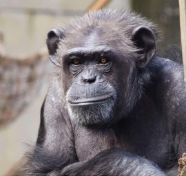 研究で試料を提供したチンパンジーの一匹、アキナ。（画像:京都大学発表資料より）
