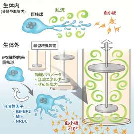 骨髄や血管内の生体内において、乱流が発生しているときに巨核球から血小板が生成されて いることが分かった。それを応用して生体外で発生させる縦型培養装置を開発し、物理パラメータを適合させることによって、1千億個以上の血小板を作製することに成功した。（画像:日本医療研究開発機構発表資料より）