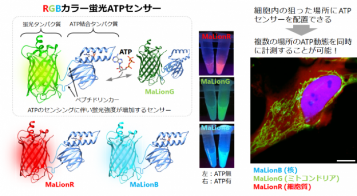 ATPの濃度変化によって蛍光強度が変わるRGBカラーの蛍光ATPセンサー（画像：早稲田大学の発表資料より）