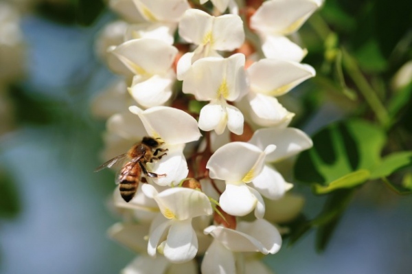 蜂蜜はご存知の通り、ブドウ糖と果糖を主成分にビタミンやミネラル、必須アミノ酸、オリゴ糖など、様々な栄養素がバランスよく含まれている健康食だ