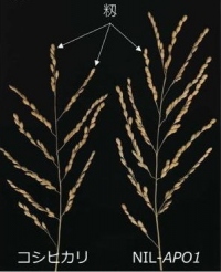 多収品種「タカナリ」が持つ籾数を増やす遺伝子を持つ「NIL-APOI」は、それを持たない「コシヒカリ」に比べ、籾数が多くなる。（画像:農研機構発表資料より）