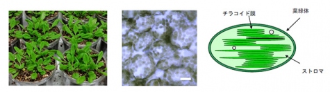 シロイヌナズナの緑葉、表皮細胞（白バー：20μm）と葉緑体模式図。（画像:東京工業大学発表資料より）