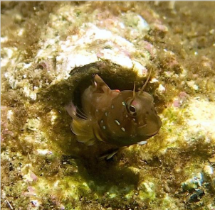 人工産卵巣の入口に定位するロウソクギンポ。（画像:長崎大学発表資料より）