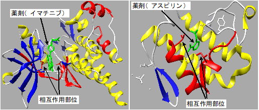 薬剤とタンパク質の相互作用部位の可視化例（写真：産総研の発表資料より）